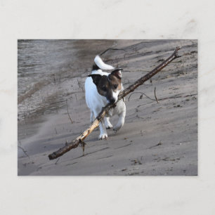 Postal Capo von Oppenheim, Jack Russell Terrier Dog
