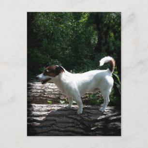Postal Capo von Oppenheim, Jack Russell Terrier Dog