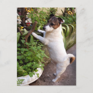 Postal Capo von Oppenheim, Jack Russell Terrier Dog
