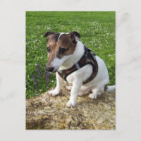 Capo von Oppenheim, perro de raza Jack Russell Pos