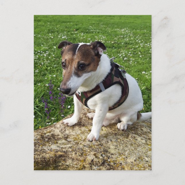 Postal Capo von Oppenheim, perro de raza Jack Russell Pos (Anverso)