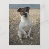 Capo von Oppenheim, perro Terrier Jack Russell