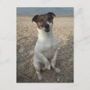 Postal Capo von Oppenheim, perro Terrier Jack Russell