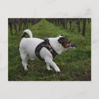 Postal Capo von Oppenheim, perro Terrier Jack Russell