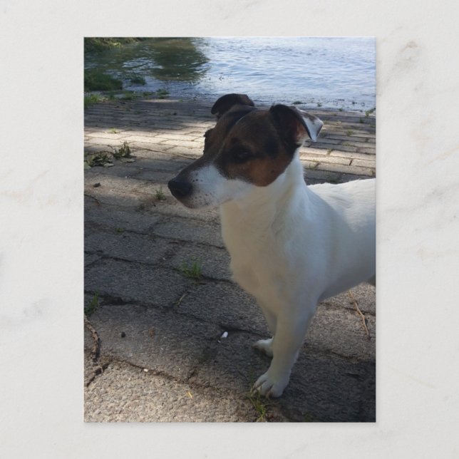 Postal Capo von Oppenheim, perro Terrier Jack Russell (Anverso)