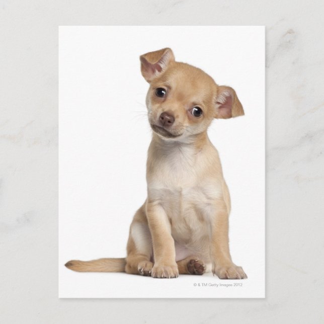 Postal Capola chihuahua (2 meses de edad) (Anverso)