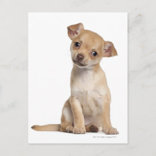 Postal Capola chihuahua (2 meses de edad)