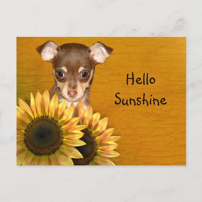 Postal Capola chihuahua y girasoles (Anverso)