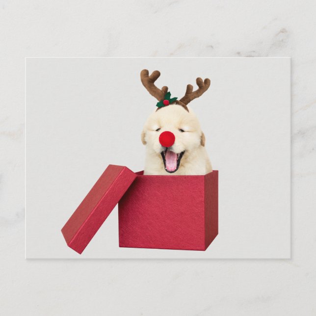 Postal Capola de recuperación de oro en una caja de regal (Anverso)