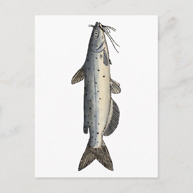 Postal Caprino de canal (juvenil) (Anverso)