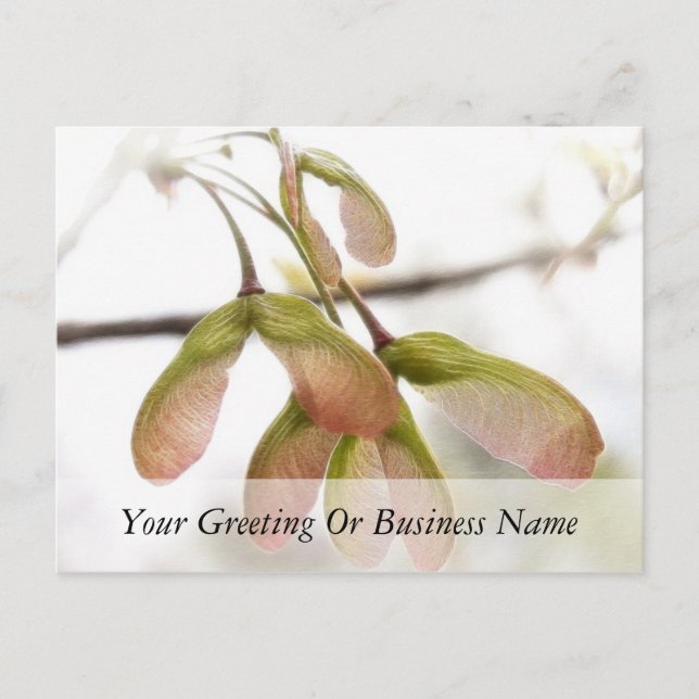 Postal Cápsulas de semillas de arce aladas (Anverso)