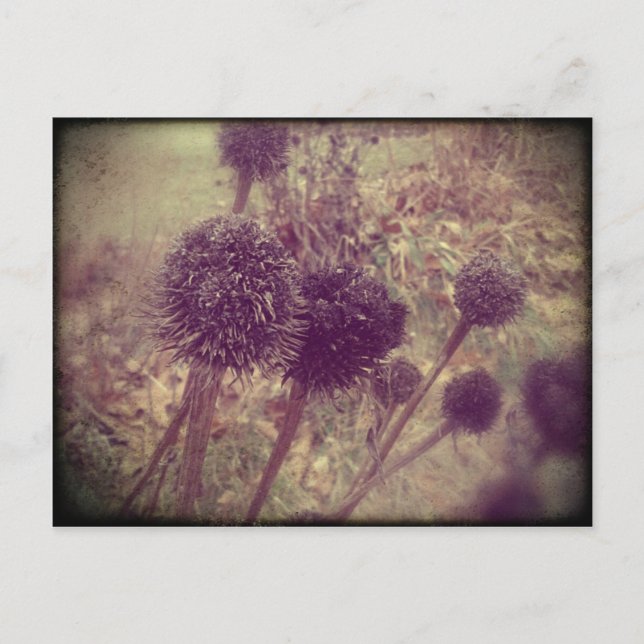 Postal Cápsulas de semillas de flor de invierno (Anverso)