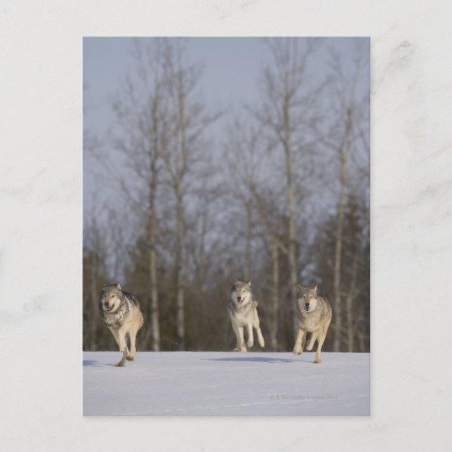 Postal Captiva, Duluth, Minnesota, EE.UU. 2 (Anverso)