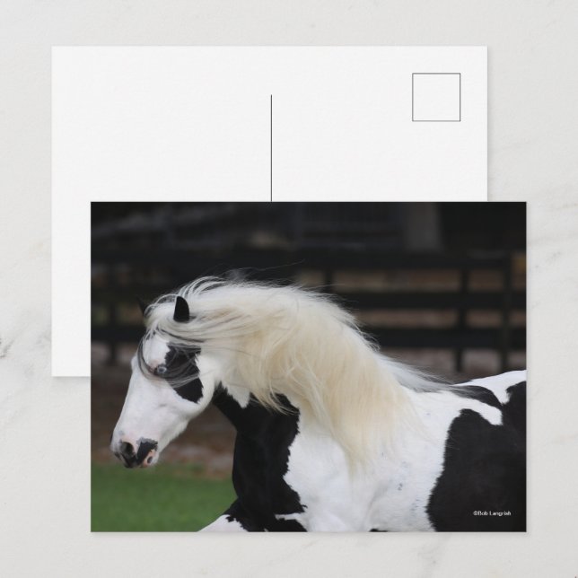 Postal Captura De Cabeza De Bob Langrish Black And White  (Anverso / Reverso)