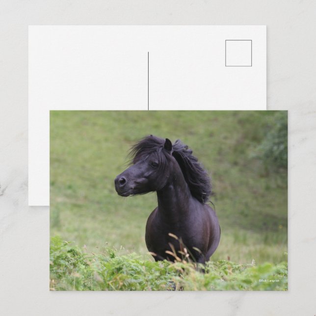 Postal Captura de cabeza de Bob Langrish Black Shetland P (Anverso / Reverso)