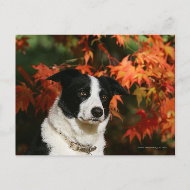Postal Captura de cabeza de otoño de Border Collie (Anverso)