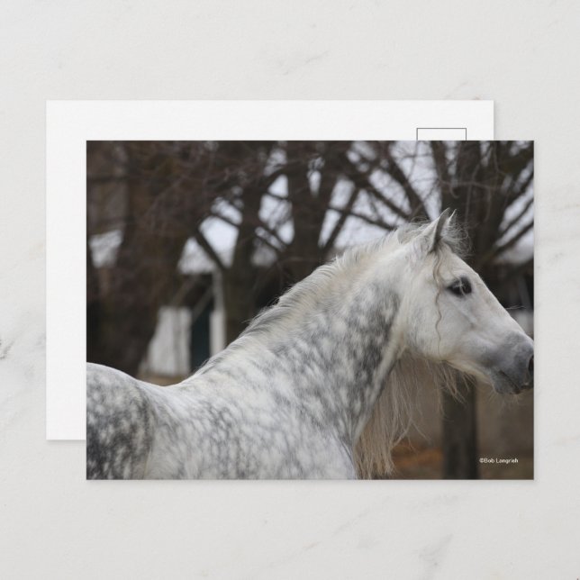 Postal Captura de cabeza de Stallion Gris Gray (Anverso / Reverso)