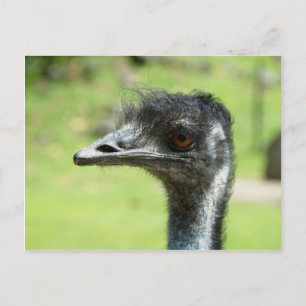 Postal Captura De Cabeza De Un Emus En El Zoológico De Au
