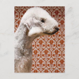 Postal Captura de estudio de Bedlington Terrier