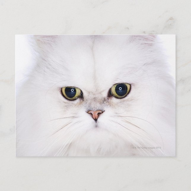 Postal Captura de estudio de gato persa blanco (Anverso)