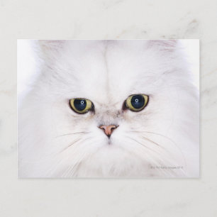 Postal Captura de estudio de gato persa blanco