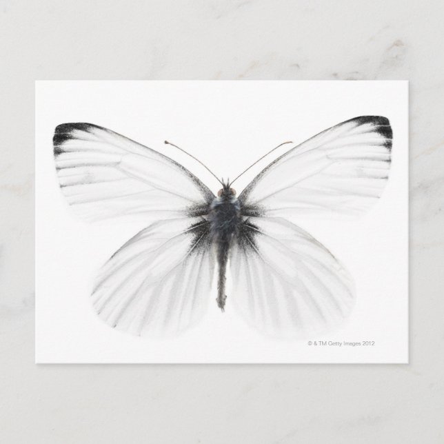 Postal Captura de estudio de una mariposa blanca con vena (Anverso)