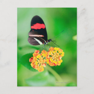 Postal Captura de néctar de mariposa de rosina postman