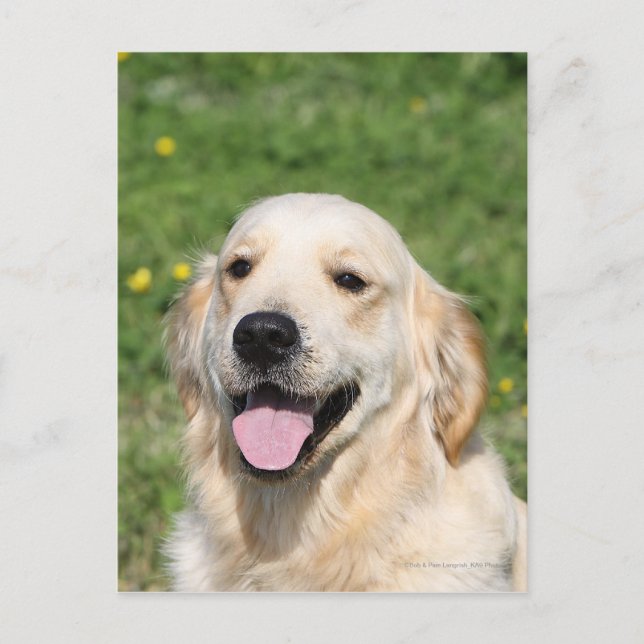 Postal Captura de pantalla de Golden Retriever 1 (Anverso)