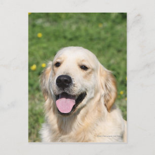 Postal Captura de pantalla de Golden Retriever 1