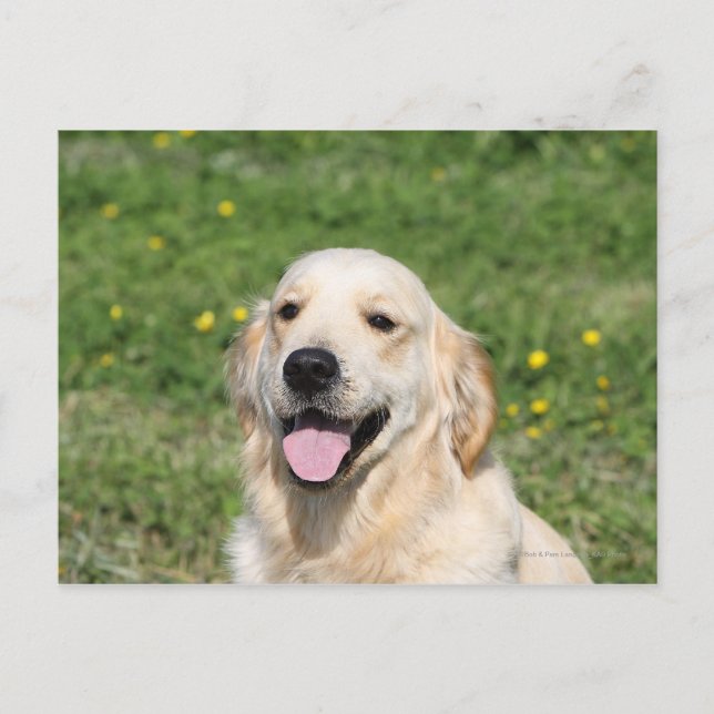 Postal Captura de pantalla de Golden Retriever 1 (Anverso)
