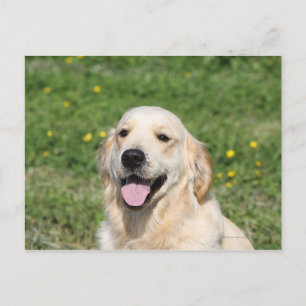 Postal Captura de pantalla de Golden Retriever 1
