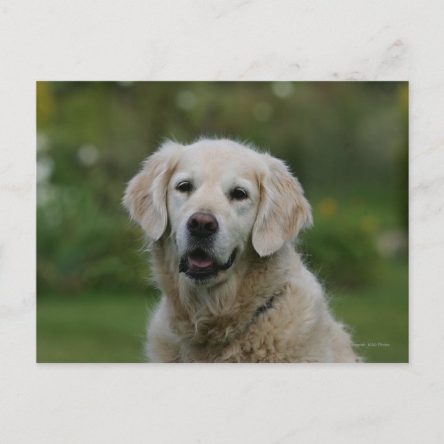 Postal Captura de pantalla de Golden Retriever 2 (Anverso)