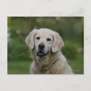 Postal Captura de pantalla de Golden Retriever 2