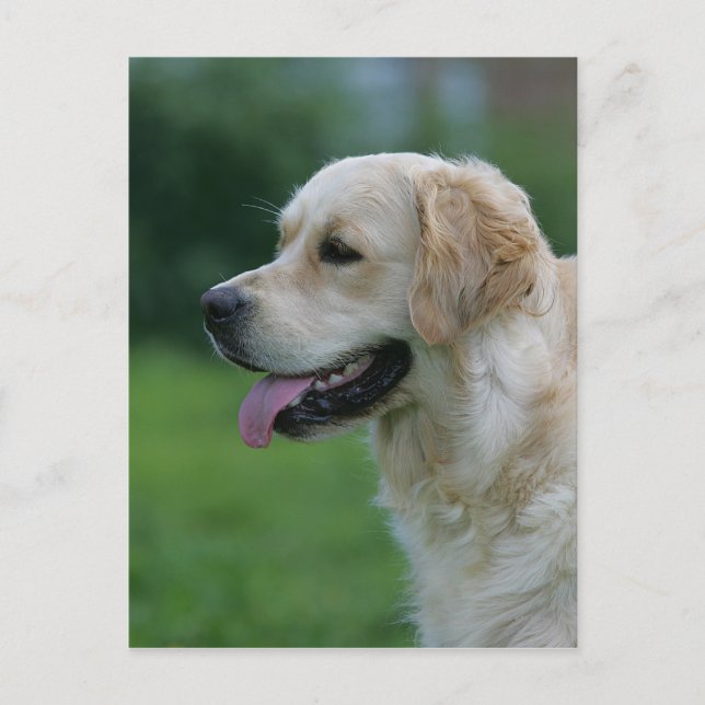 Postal Captura de pantalla de Golden Retriever 2 2 (Anverso)