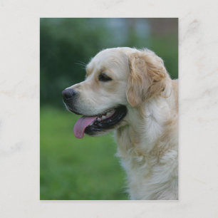 Postal Captura de pantalla de Golden Retriever 2 2