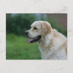 Postal Captura de pantalla de Golden Retriever 2 2