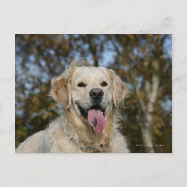 Postal Captura de pantalla de Golden Retriever 3 (Anverso)