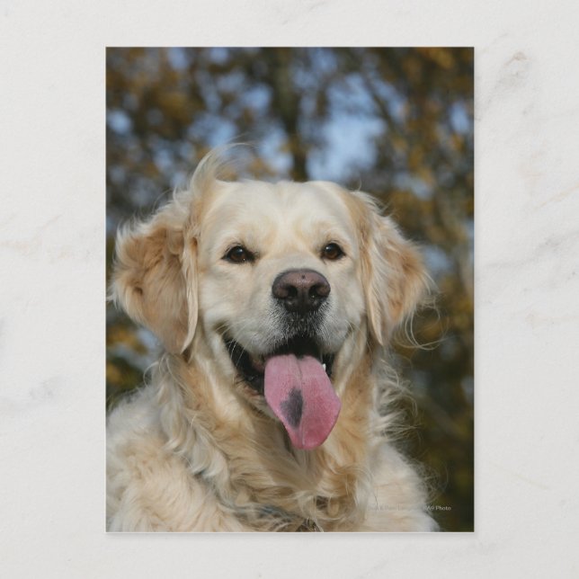 Postal Captura de pantalla de Golden Retriever 3 (Anverso)