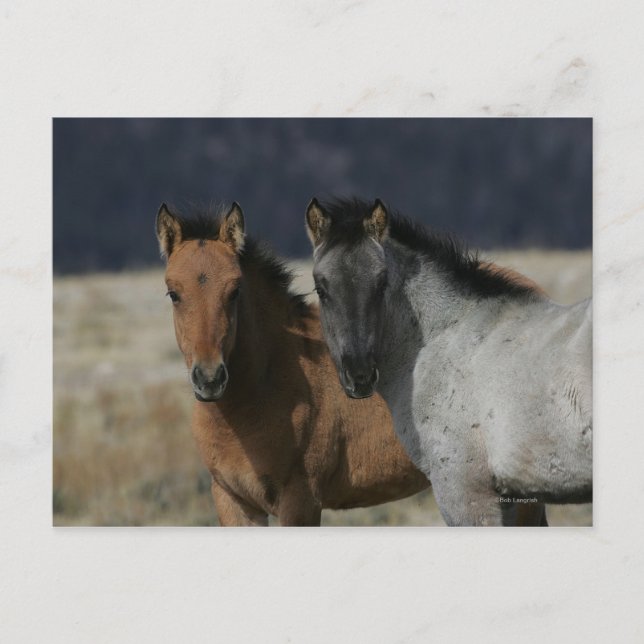 Postal Captura de pantalla de Mustang Foal (Anverso)