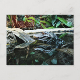 Postal captura de reflejo de cocodrilo