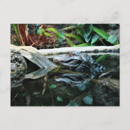Postal captura de reflejo de cocodrilo