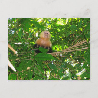 Postal Capuchin Monkey - Parque Manuel Antonio, Costa Ric