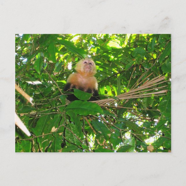 Postal Capuchin Monkey - Parque Manuel Antonio, Costa Ric (Anverso)
