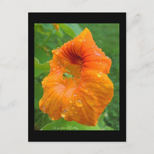 Postal Capucina (Anverso)