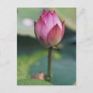 Postal Capullo de flor de loto, Hangzhou, provincia de Zh