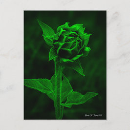 Postal "Capullo de girasol" 