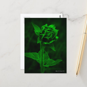 Postal "Capullo de girasol" 