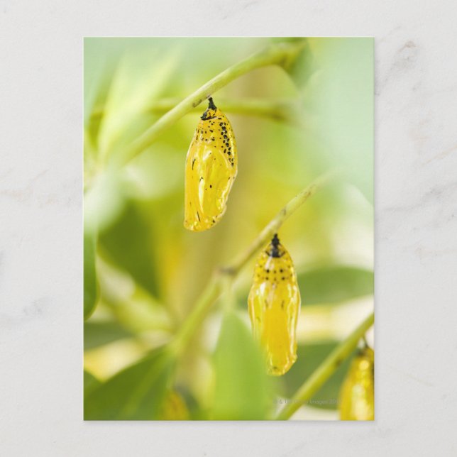 Postal Capullo de la mariposa de papel de la cometa, (Anverso)