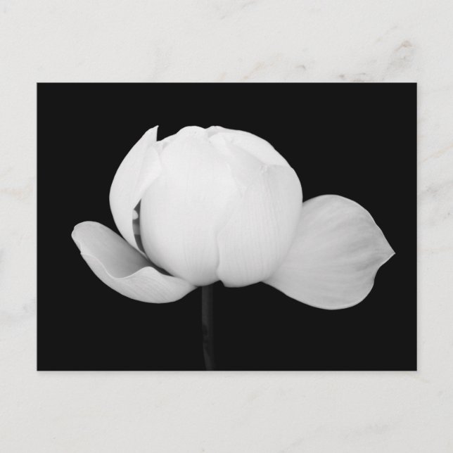 Postal Capullo de Loto  (Anverso)