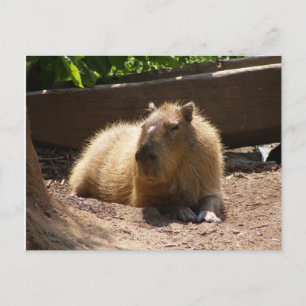 Postal Capybara